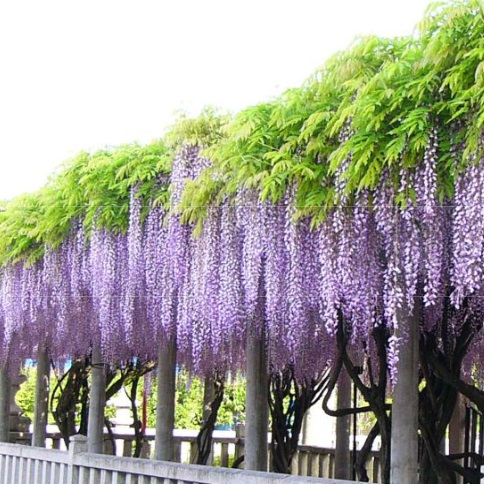 スクロール画像